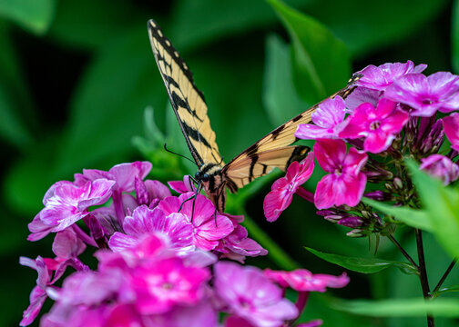 Eastern Tiger Swallowtail butterfly on Pink Flowers