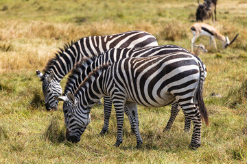Obraz premium Arusha, Tanzania - 10 July 2026 - zebras in the Ngorongoro Crater