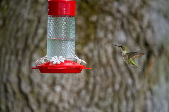 Hummingbird on a Feeder