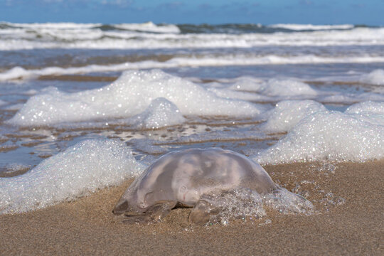 dead common jellyfish (Aurelia aurita) stranded on the beach of Wijk aan Zee, Netherlands