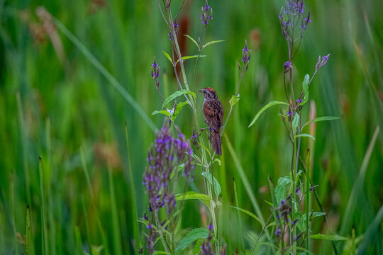 Swamp Sparrow perched on Purple Loosestrife
