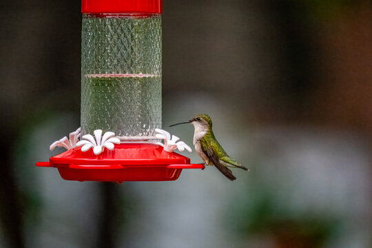 Hummingbird on a Feeder