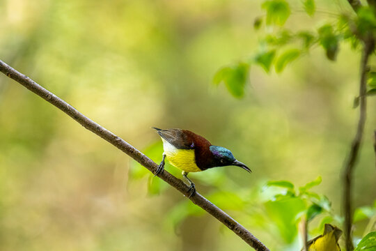 male purple-rumped sunbird (Leptocoma zeylonica) balances elegantly on a slender tree branch.