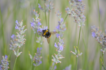 A bumblebee collects nectar on a lavender flower © saprygins