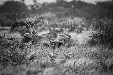 Dramatic monochrome image of wild Cape buffaloes in the savanna © Roger