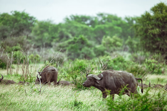Cape buffalo walking through the green savanna in South Africa