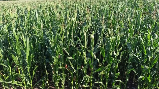 Wide angle view of green corn field blowing in the wind under bright sunlight, agricultural landscape 4k video

