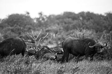Monochrome portrait of wild African buffaloes in their natural environment © Roger