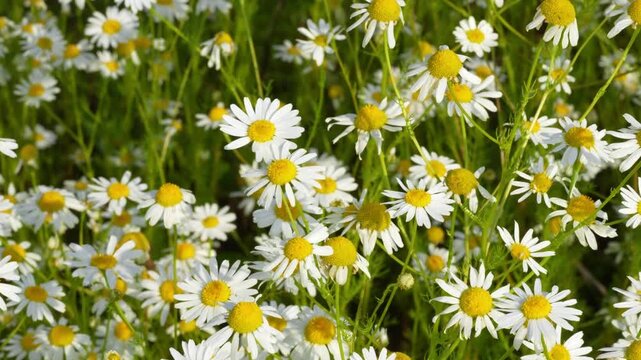 Chamomile. White daisy flowers. Gentle breeze flows through field of white daisies, natural summer background, 4k video