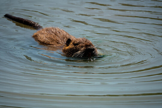 Nutria Coypu Swimming Calmly Across Murky Wetland Water With Ripples and Brown Fur