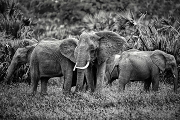 Dramatic black and white image of large mammals in the South African savanna © Roger