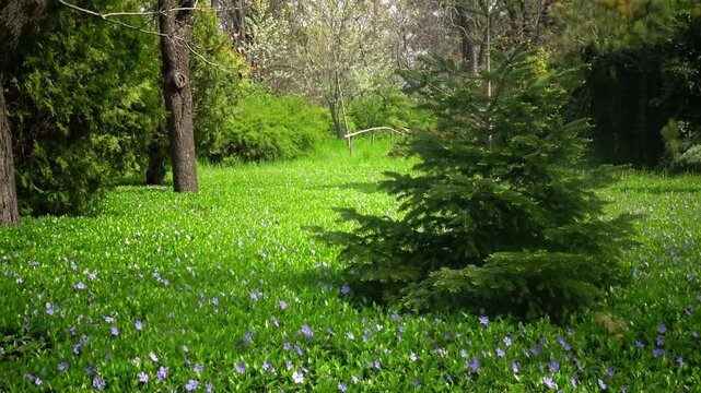 Picturesque forest clearing densely covered with numerous small violet flowers resembling Siberian squill (Scilla siberica).