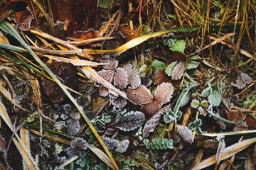 Frost Covered Leaves and Grass in Early Winter Morning © michelangeloop