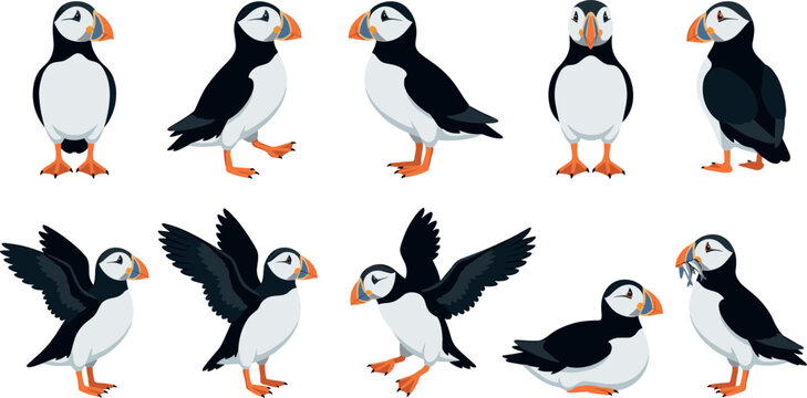 Cute Cartoon Atlantic Puffin Vector Character Set in Standing Walking Flying and Eating Fish Poses for Kids Book and Nature Sticker DesignsCute Cartoon Atlantic Puffin Vector Character Set in Standing