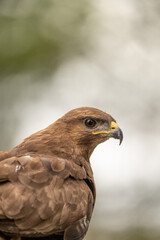 Fototapeta premium Common buzzard (Buteo buteo) photographed in Spain