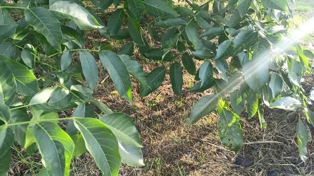 Bright green walnut tree leaves swaying in the wind with sunny lens flare effect, close-up 4k video
