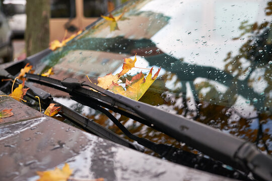 Wet autumn leaves on a car windshield after rain. Yellow and orange maple leaves stuck under wipers, raindrops on glass, fall weather and season change concept