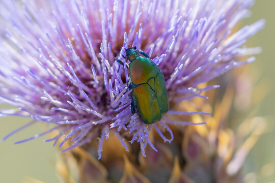 Colorful closeup of a Olivegreen Flower Chafer (Protaetia Cuprea) on a Globe Artichoke