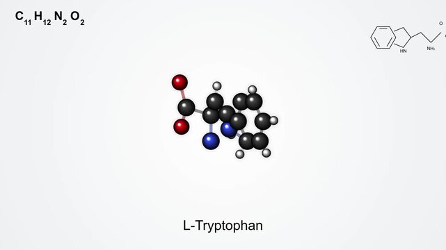 3D Molecular Structure Animation of L Tryptophan Amino Acid