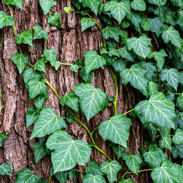 Green ivy leaves growing on rough tree bark