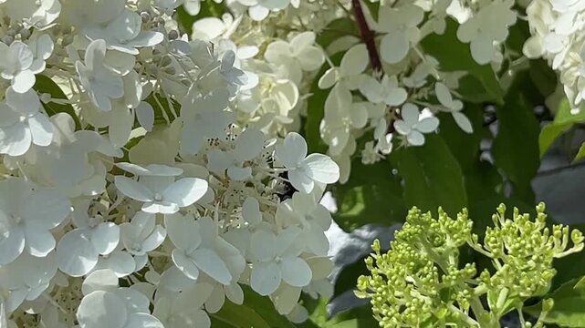 Bee collecting nectar in summer from the white-and-green flowers of the 'Limelight' panicle hydrangea