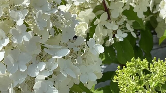 Bee collecting nectar in summer from the white-and-green flowers of the 'Limelight' panicle hydrangea