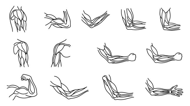 Anatomy of Human Arm Muscles: Flexed and Relaxed Poses, Line Art Illustrations