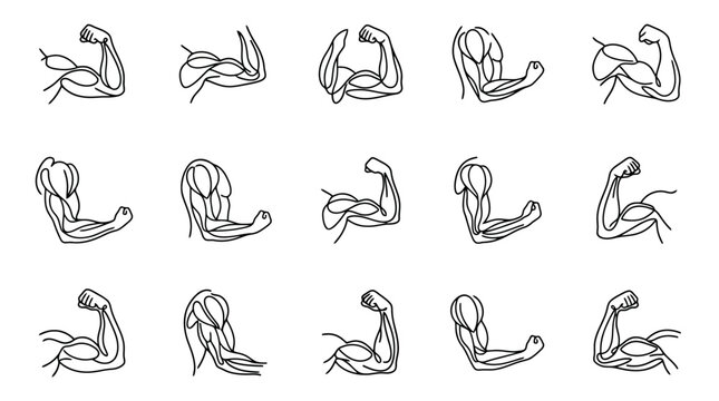 Anatomy Of Human Arm Muscles Set - Flexing Biceps And Triceps Poses