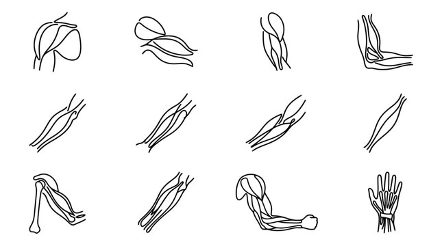 Human Arm Muscle Anatomy Outline Drawings