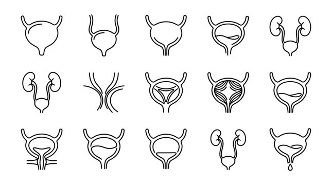 Urinary System Anatomy Icons: Bladder, Kidneys, Ureters, Urethra - Medical Diagrams