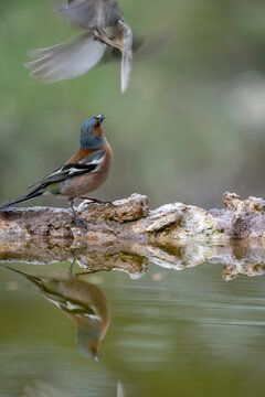 Chaffinch (Fringilla coelebs) photographed in Spain