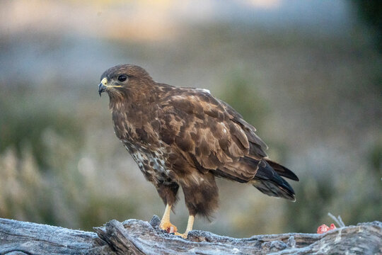Common buzzard (Buteo buteo) photographed in Spain