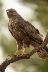 Fototapeta premium Common buzzard (Buteo buteo) photographed in Spain