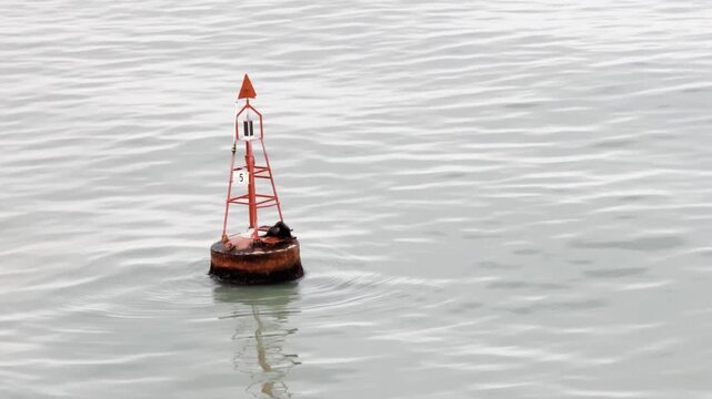 young fur seal at the marine buoy.