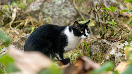 black cat in the grass © Juan