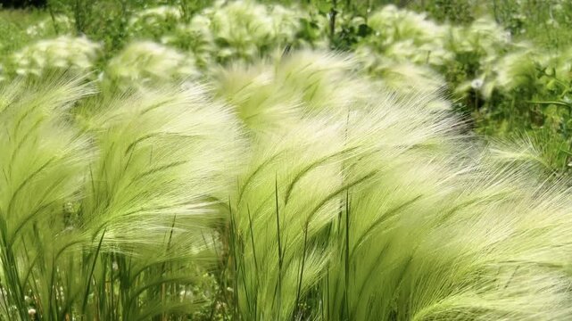 Feather grass Stipa pennata swaying in summer wind in a mixed wildflower meadow