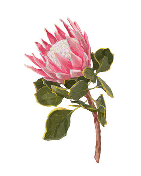  ArtPink King Protea flower with white center, stem and green leaves, watercolor botanical illustration isolated on white background