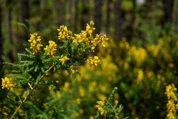 Fototapeta premium Codeso flowers before burnt pines