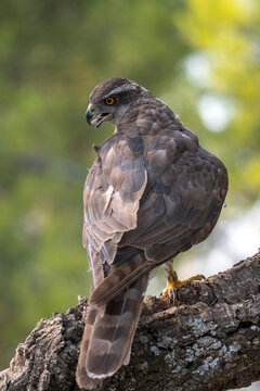 Common goshawk (Accipiter gentilis) photographed in Spain