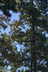 Fototapeta premium Usnea lichen on pine branches Tenerife