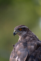 Fototapeta premium Common goshawk (Accipiter gentilis) photographed in Spain