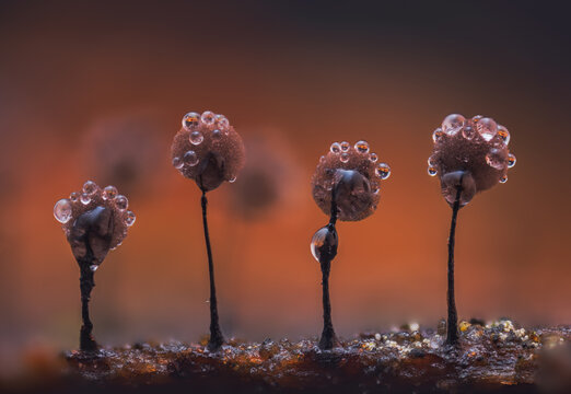 Slime mold - Comatricha nigra, it's a small protist organism