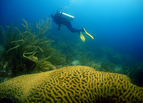 Scuba Diver Exploring a Vibrant Coral Reef in the Caribbean Sea