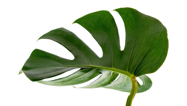 Isolated fresh vibrant green Monstera deliciosa leaf showing natural fenestrations and rich texture