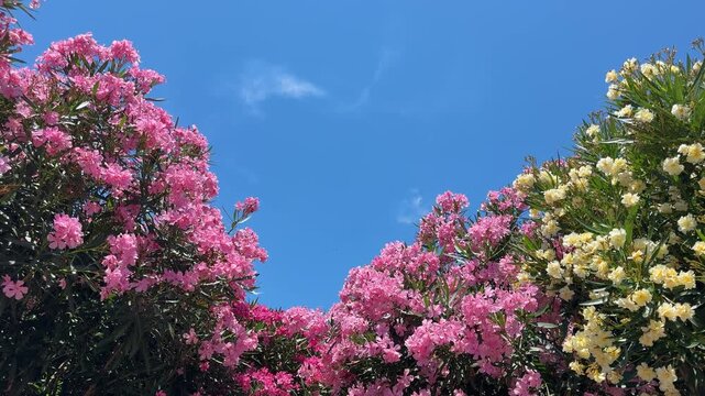 Pink and yellow Nerium Oleander blooming shrubs against blue sky.