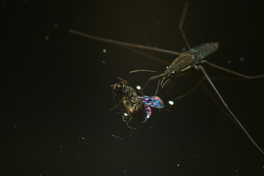 Water strider holding a captured fly on dark water