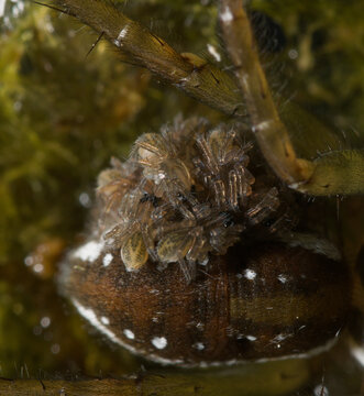Female wolf spider carrying many spiderlings in wet moss