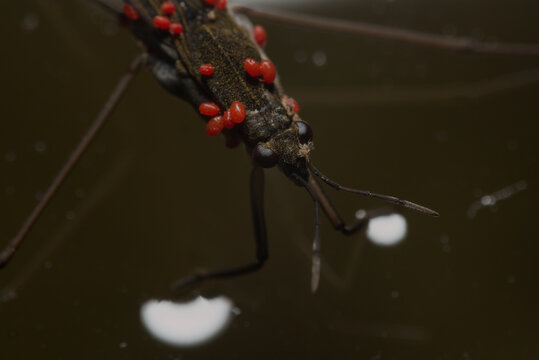 Aquatic surface bug carrying red mites on dark water