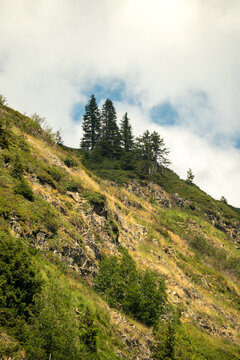 Conifer trees on alpine mountain slope with cloudy sky in Beaufortain