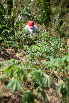Agricultor em planta&ccedil;&atilde;o de mandioca na agricultura familiar em Pernambuco, Brasil